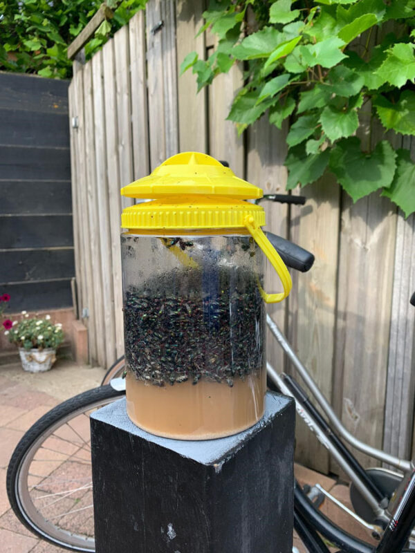 flynip vliegenval met vliegen